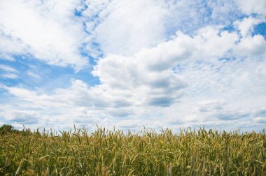 buğday alan olgunlaşma