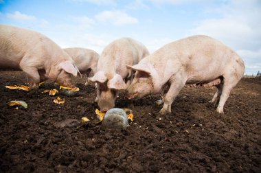 Bir çiftlikte aile içi domuz