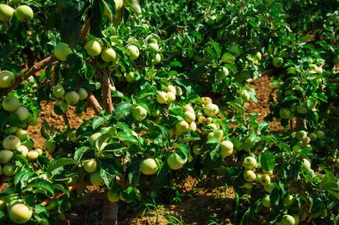 Elma yeşil yaprakları arasında bir dal üzerinde yetişir