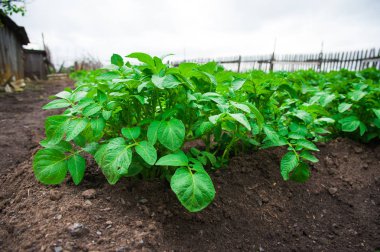 Patates bitkiler alan