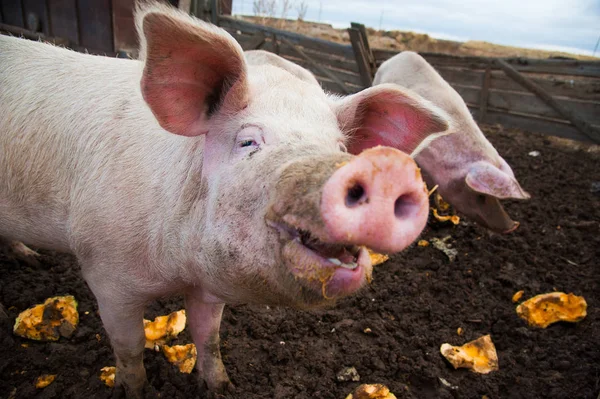 Domestic pigs on a farm