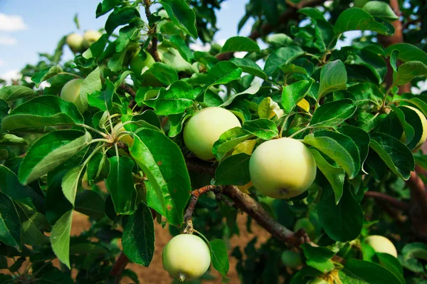 Appels groeit op een tak onder het groene blad — Stockfoto