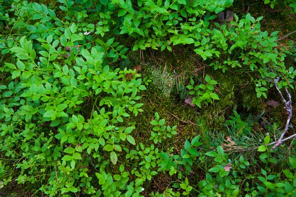 Forest bodem met gras — Stockfoto