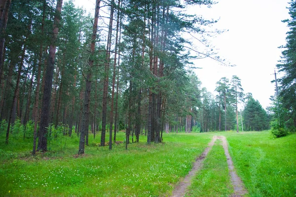 Kurvenreicher Feldweg durch den Wald — Stockfoto