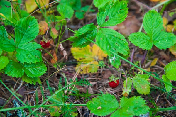 Wild forest strawberries — Stock Photo, Image