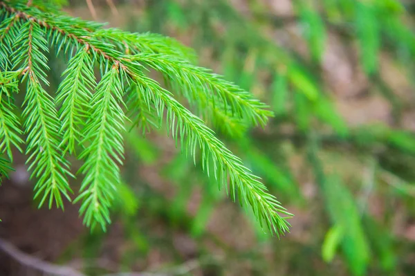 Las ramas verdes espinosas del abeto o el pino — Foto de Stock