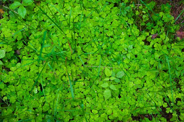 Waldboden mit Gras — Stockfoto