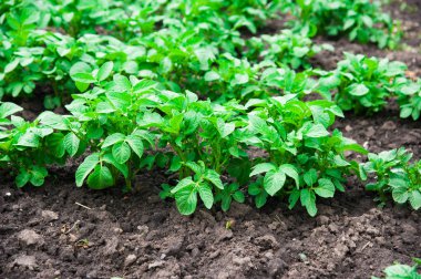 Patates bitkiler alan