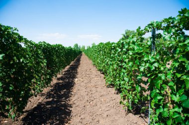 Sonbahar üzüm bağları ile manzara