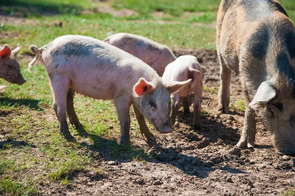 Granja de cerdos. Cerdos en el campo — Foto de Stock