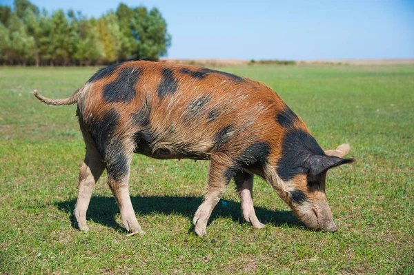 Granja de cerdos. Cerdos en el campo —  Fotos de Stock