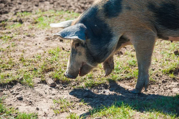 Pig farm. Pigs in field