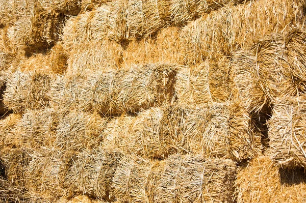 Storage with piles of stacks of hay — Stock Photo, Image