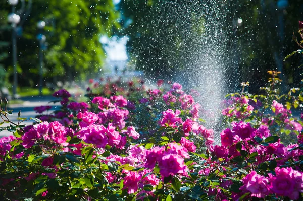 Rega gramado e rosa flores na parte da manhã no parque — Fotografia de Stock