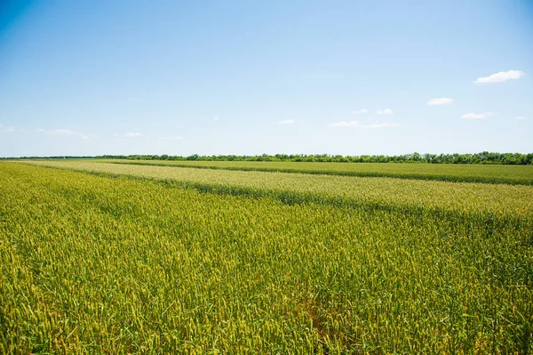 Buğday alan olgunlaşma — Stok fotoğraf
