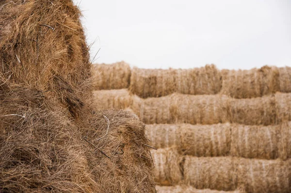 Storage with piles of stacks of hay — Stock Photo, Image