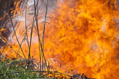 Ateş, güçlü duman. Bataklıkta yanan kamış. Doğal afet