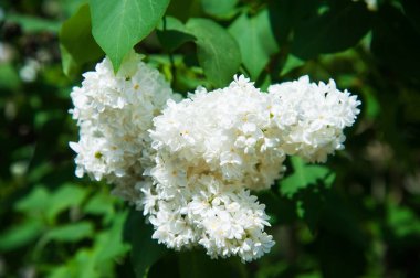 Çiçek açan leylağın bahar dalı