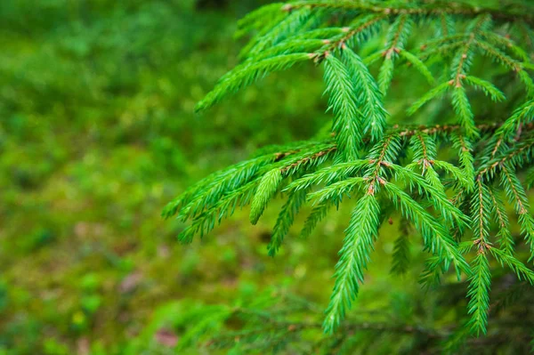 Grüne stachelige Zweige einer Tanne oder Kiefer — Stockfoto