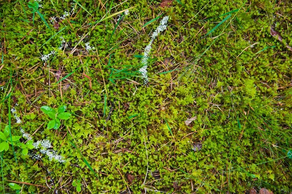 Suelo forestal con hierba — Foto de Stock