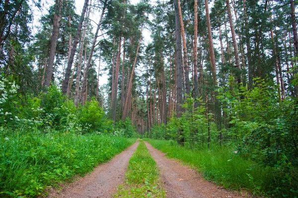Извилистая грунтовая дорога через лес — стоковое фото