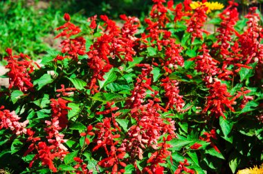 Taze renkli çiçek arka plan