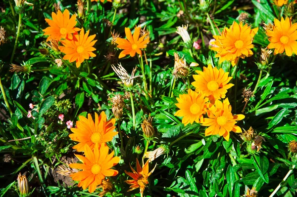 Fondo fresco de flores coloridas —  Fotos de Stock