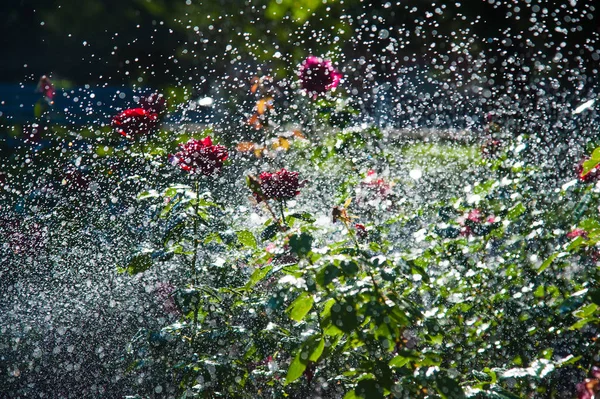 Ráno v parku zalévání trávníku a růže — Stock fotografie