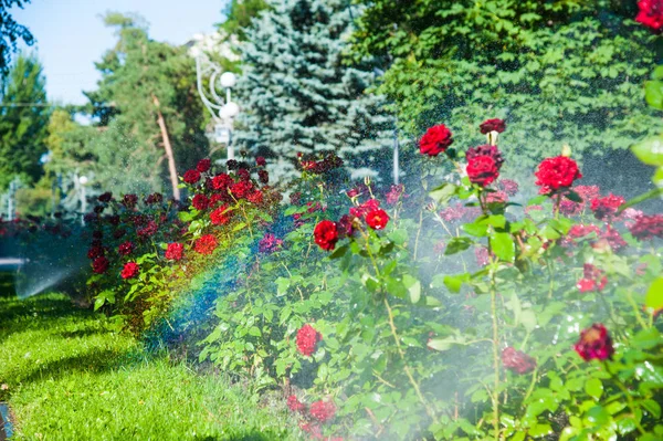 Ráno v parku zalévání trávníku a růže — Stock fotografie