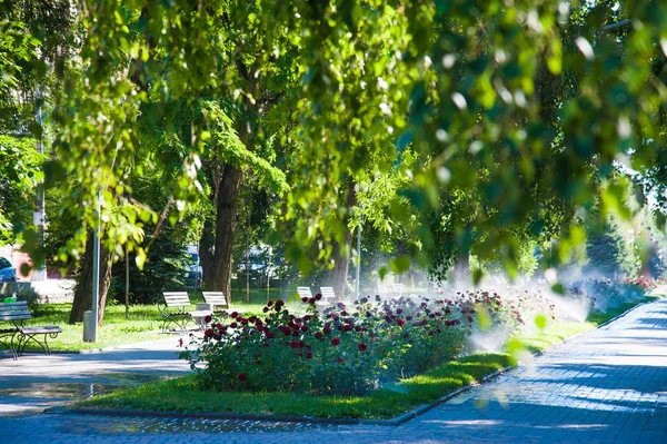 Ráno v parku zalévání trávníku a růže — Stock fotografie