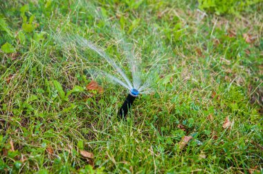 Çim Sulama ve parkta sabah çiçek gül