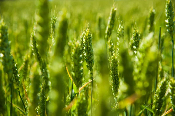 Rijping tarweveld — Stockfoto