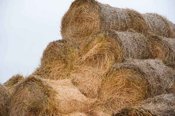 Lagerung mit Haufen von Heu — Stockfoto