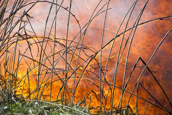 Fogo, fumo forte. A queimar junco no pântano. Desastre natural — Fotografia de Stock