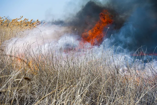 Fuego, fuerte humo. Caña ardiendo en el pantano. Desastre natural —  Fotos de Stock