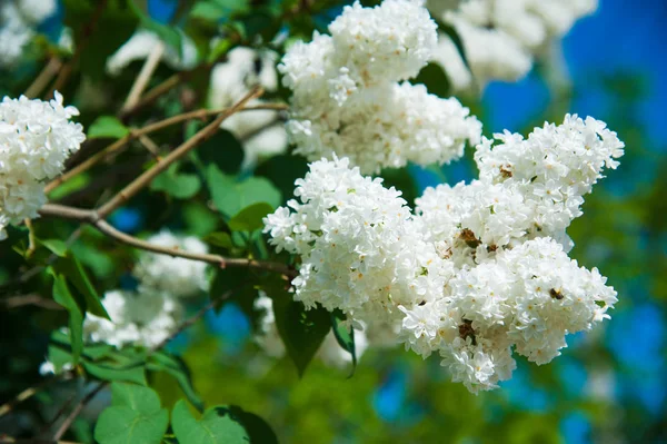 Spring branch of blossoming lilac — Stock Photo, Image