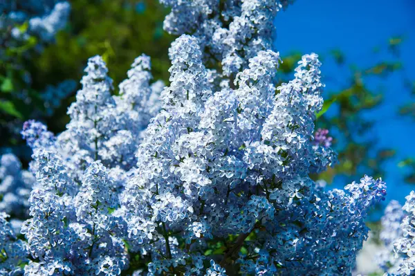 Branche printanière de lilas en fleurs — Photo