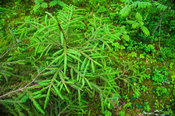 Grüne stachelige Zweige einer Tanne oder Kiefer — Stockfoto