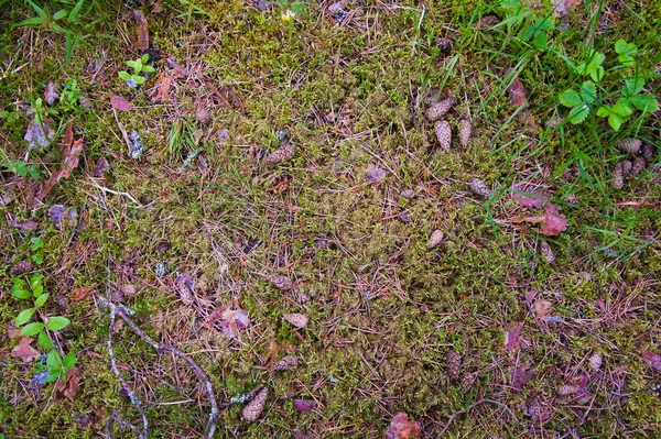 Forest bodem met gras — Stockfoto