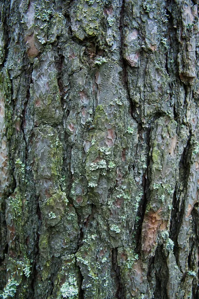 Struktura kůra borovice detailní záběr — Stock fotografie