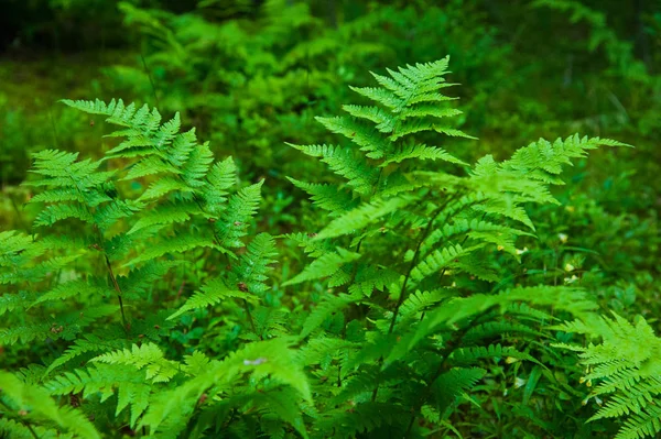 Small fern tree in the forest — Stock Photo, Image