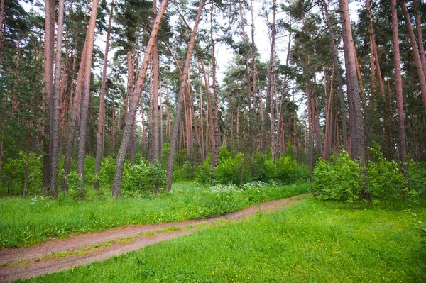 Estrada de terra sinuosa através da floresta — Fotografia de Stock