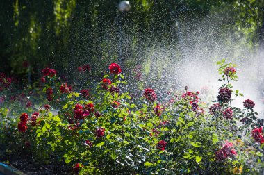 Çim Sulama ve parkta sabah çiçek gül