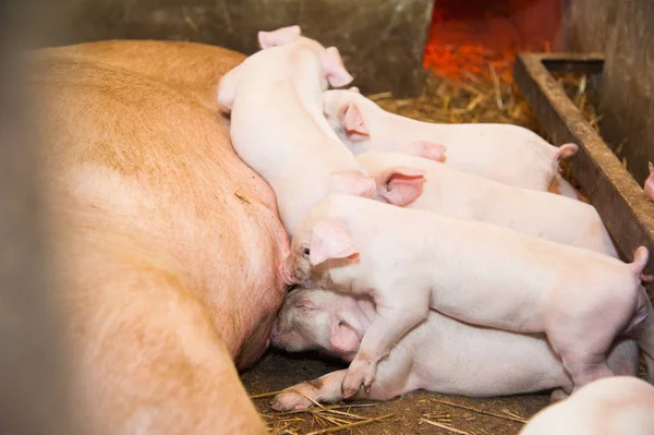 Маленькі свині грудного вигодовування на свинофермі — стокове фото