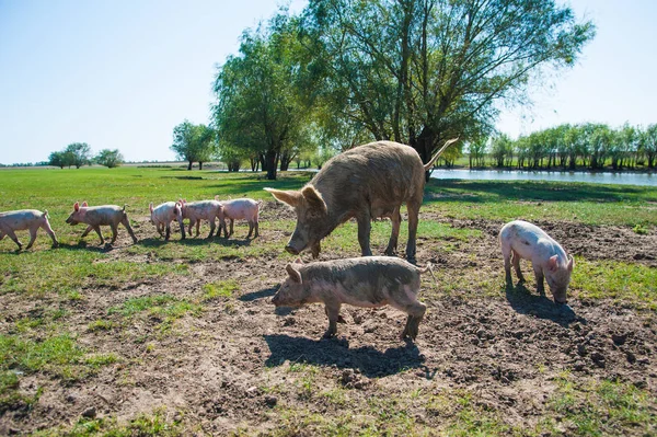 Pig farm. Pigs in field