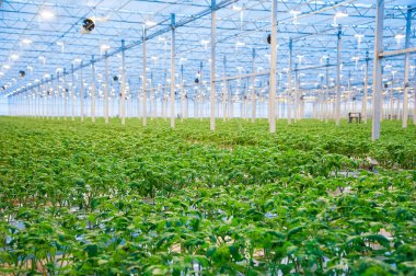 Büyük endüstriyel sera içinde büyüyen domates bitkileri satırları