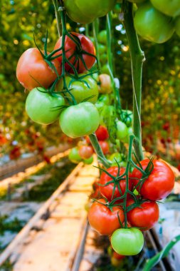 Serada büyüyen ripe domates bitki