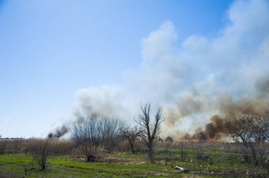 Ateş, güçlü duman. Bataklıkta yanan kamış. Doğal afet