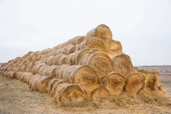 Storage with piles of stacks of hay