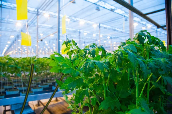 Řady rajčatových rostlin rostoucích uvnitř velkého průmyslového skleníkového skleníku — Stock fotografie